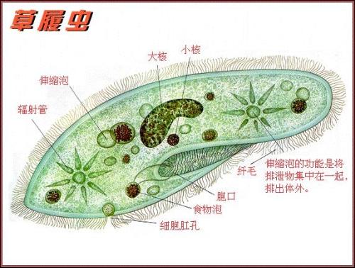 农场研学旅行:草履虫是原核生物吗
